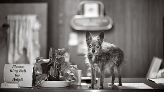 Illustration for article titled Aging In America: Dog Edition